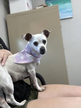 Dovey -  Chihuahua Dog for Adoption in Zimmerman, Minnesota - Dovey | PetCurious