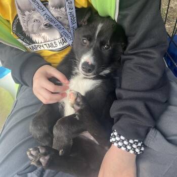 Lightning -  Husky Dog for Adoption in Bellingham, Washington - Lightning | PetCurious