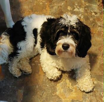 Beethoven -  Cavachon Dog Available for Adoption in Conesus, New York - Beethoven | PetCurious