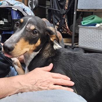 Mixed Breed Dogs Available for Adoption - Pluto | PetCurious