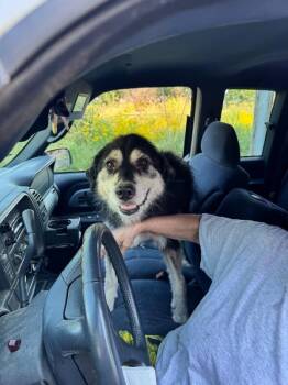 Willow -  Australian Shepherd and Mixed Breed Dog for Adoption in Georgetown, Ohio - Willow | PetCurious
