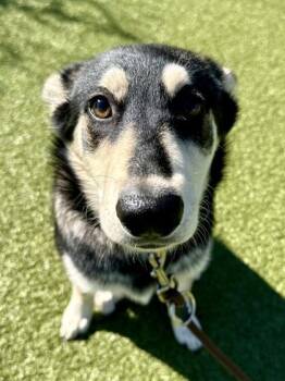 Aphrodite -  Mixed Breed Dog for Adoption in Wichita, Kansas - Aphrodite | PetCurious