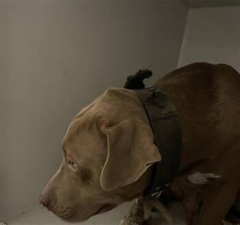 Rescue Pit Bull Terrier Dogs for Adoption in Houston, Texas - DUKE | PetCurious