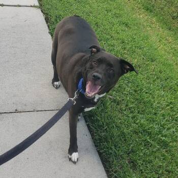 Chubbers -  Hound and Pit Bull Terrier Dog for Adoption in Sarasota, Florida - Chubbers | PetCurious
