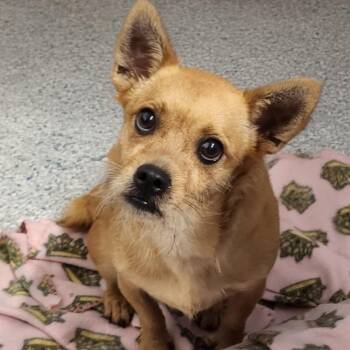 Scrappy Doo -  Terrier Dog for Adoption - Scrappy Doo | PetCurious