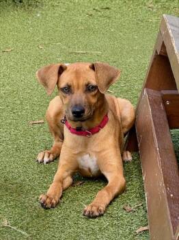 HOLLY MAE -  Labrador Retriever and Mixed Breed Dog for Adoption in Dedham, Massachusetts - HOLLY MAE | PetCurious