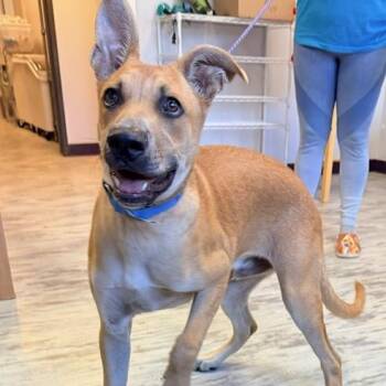 River Bubbly - Local Pup -  Shepherd and Black Mouth Cur Dog for Adoption in Andover, Massachusetts - River Bubbly - Local Pup | PetCurious