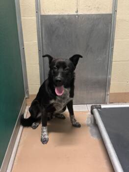 ECLIPSE -  Australian Cattle Dog Blue Heeler and Mixed Breed Dog for Adoption in Texas City, Texas - ECLIPSE | PetCurious