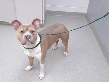 BLUE FACE -  American Bulldog and Mixed Breed Dog Available for Adoption in Omaha, Nebraska - BLUE FACE | PetCurious
