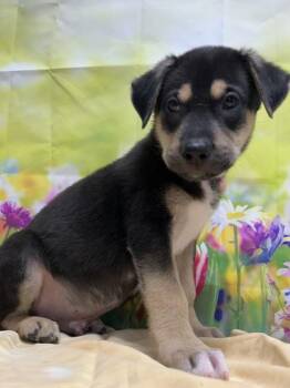 Shepherd and Mixed Breed Dogs Available for Adoption in San Antonio, Texas - Rico | PetCurious