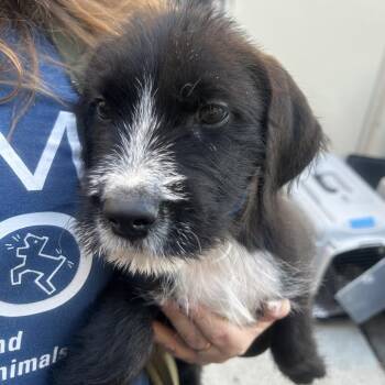 CORNELIUS -  Terrier Dog for Adoption in Richmond, California - CORNELIUS | PetCurious