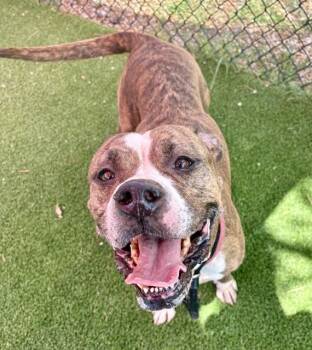 JULE -  Mixed Breed Dog for Adoption in Jacksonville, Florida - JULE | PetCurious