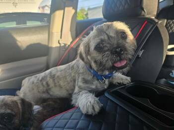 CHAPO 425 -  Shih Tzu and Pug Dog for Adoption in New Berlin, Wisconsin - CHAPO 425 | PetCurious