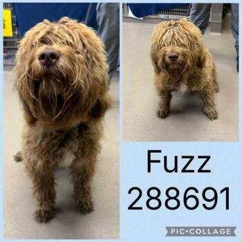 FUZZ -  Mixed Breed Dog Available for Adoption in Macon, Georgia - FUZZ | PetCurious