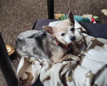 Chihuahua and Chiweenie Dogs Available for Adoption - Toby | PetCurious