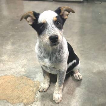 Australian Cattle Dog Blue Heeler Dogs Available for Adoption in Cabot, Arkansas - (Found) Dipper | PetCurious