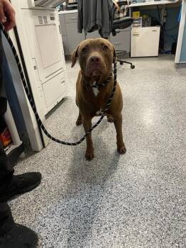 Mixed Breed Dogs Available for Adoption in Palmetto, Florida - BEAN | PetCurious