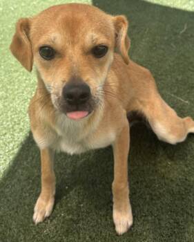 Chihuahua and Mixed Breed Dogs Available for Adoption in Texas City, Texas - SANDY | PetCurious