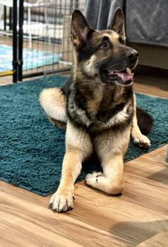 German Shepherd Dog Dogs Available for Adoption in Petaluma, California - Duke | PetCurious