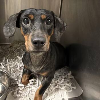 Bianca -  Miniature Dachshund and Mixed Breed Dog for Adoption in Tampa, Florida - Bianca | PetCurious