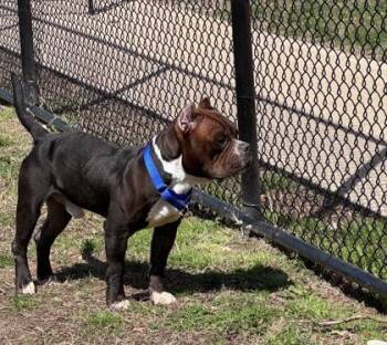 Mixed Breed Dogs Available for Adoption in West Chester, Pennsylvania - El Salvador | PetCurious