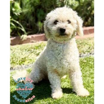 Whitney COH -  Miniature Poodle Dog for Adoption in Inglewood, California - Whitney COH | PetCurious