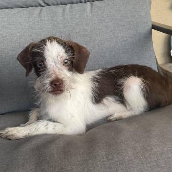 Terrier Dogs Available for Adoption in Tucson, Arizona - Toby | PetCurious