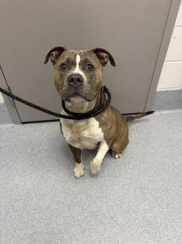 FUSHIGORO -  Pit Bull Terrier Dog for Adoption in Indianapolis, Indiana - FUSHIGORO | PetCurious