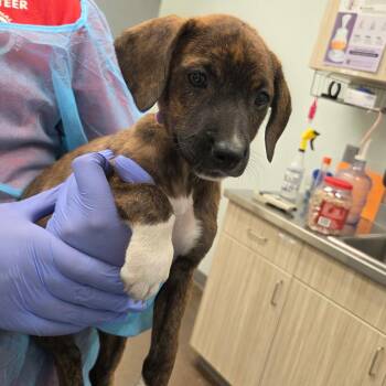 Santos -  Hound Dog Available for Adoption in Chattanooga, Tennessee - Santos | PetCurious