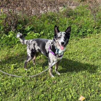 Penzie -  Mixed Breed Dog for Adoption in Oshkosh, Wisconsin - Penzie | PetCurious