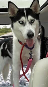 Darla -  Siberian Husky and Husky Dog for Adoption in Seville, Ohio - Darla | PetCurious