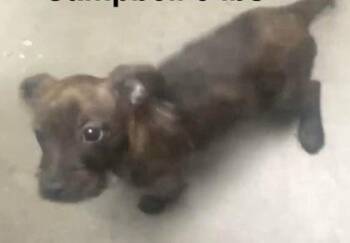 Dachshund Dogs Available for Adoption - Stella | PetCurious