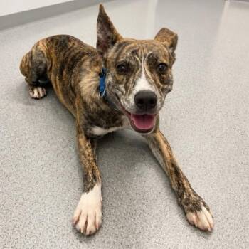 Jalapeno -  Mixed Breed Dog for Adoption in Wheeling, Illinois - Jalapeno | PetCurious
