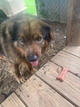 Rescue Chow Chow Dogs for Adoption in Rutledge, Tennessee - Sergeant | PetCurious
