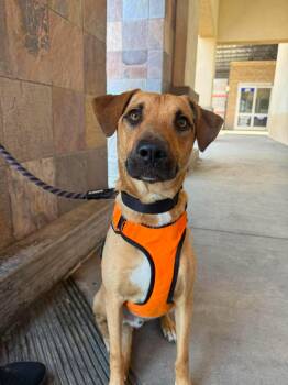 Moose -  Shepherd and Corgi Dog for Adoption in Visalia, California - Moose | PetCurious