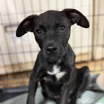 Bomb Pop -  Labrador Retriever Dog for Adoption in Columbia, South Carolina - Bomb Pop | PetCurious