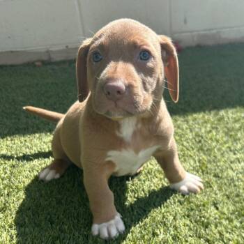 Basset Hound Dogs Available for Adoption in Loxahatchee Groves, Florida - ARIEL 5726 | PetCurious