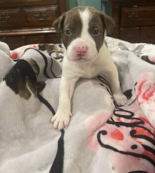 Rescue Australian Shepherd and Border Collie Dogs for Adoption in Seneca, South Carolina - Potato $325 | PetCurious