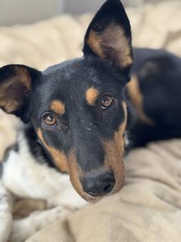 Rescue Australian Shepherd and Collie Dogs for Adoption in St. Peters, Missouri - Lizzie | PetCurious