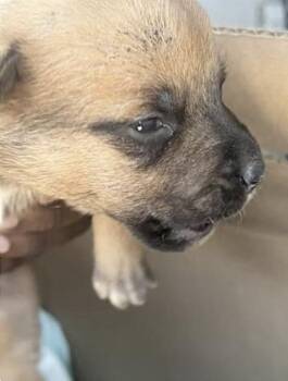 German Shepherd Dog and Mixed Breed Dogs Available for Adoption - A651232 | PetCurious