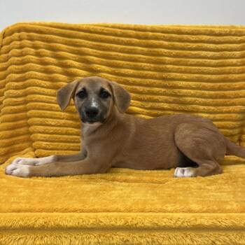 Neigh -  Retriever and Shepherd Dog for Adoption in Kanab, Utah - Neigh | PetCurious