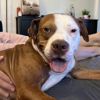 Derby -  Pit Bull Terrier and Boxer Dog for Adoption in La Grange, Kentucky - Derby | PetCurious
