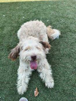 Tulip -  Mixed Breed Dog for Adoption in Lafayette, Indiana - Tulip | PetCurious