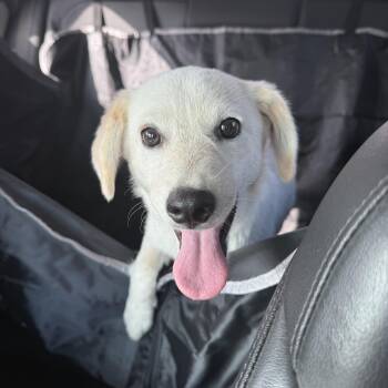 Gretchen -  Labrador Retriever Dog Available for Adoption in Harlingen, Texas - Gretchen | PetCurious