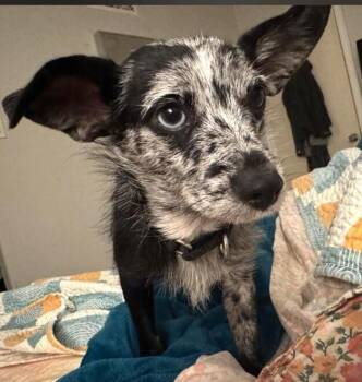 Bayou Billy -  Mixed Breed Dog for Adoption in Dallas, Texas - Bayou Billy | PetCurious