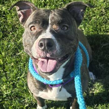 Nova -  Terrier Dog for Adoption in North Syracuse, New York - Nova | PetCurious