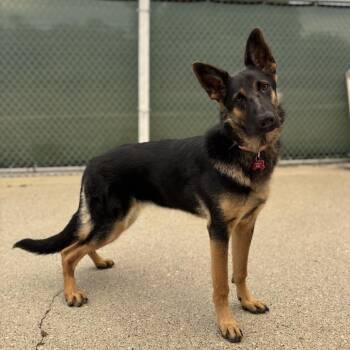 Blake***ADOPTION PENDING*** -  German Shepherd Dog Dog for Adoption in Fargo, North Dakota - Blake***ADOPTION PENDING*** | PetCurious