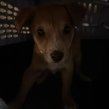 Mixed Breed Dogs Available for Adoption - Nikolai | PetCurious