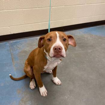 Mixed Breed Dogs Available for Adoption - KEIKO | PetCurious