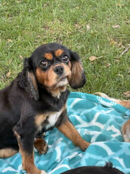 Rescue Cavalier King Charles Spaniel Dogs for Adoption in Brandon, South Dakota - Ebony | PetCurious